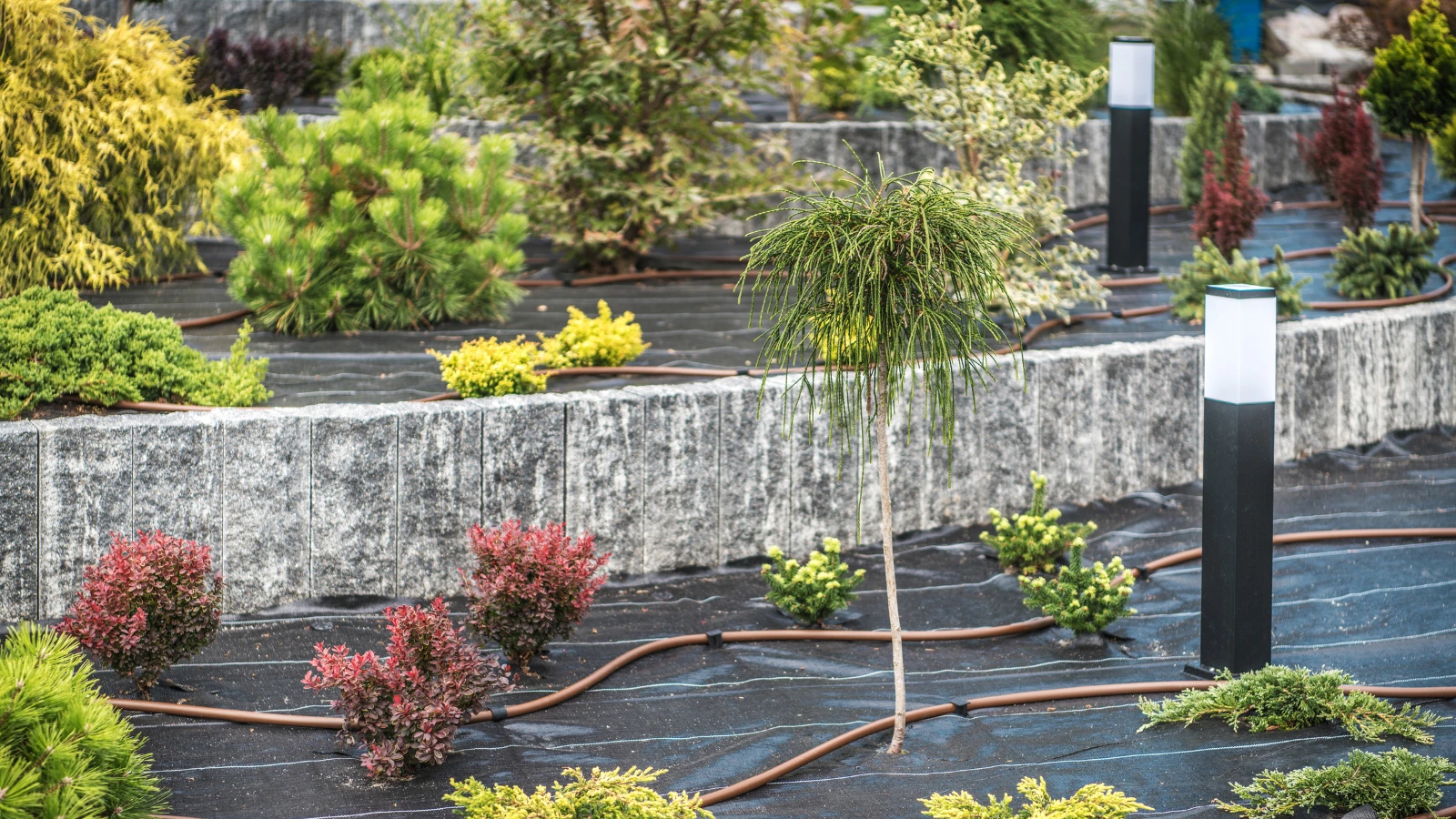 Structured and modern landscaping in Austin showing tiered stone beds, drip irrigation lines, and neatly arranged shrubs.